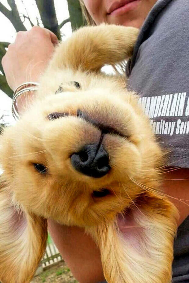 My Cousin's Golden Retriever Puppy, Dusty