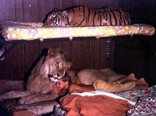 Без кота и жизнь не та
