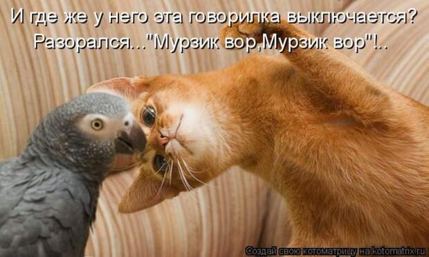 Лучшие котоматрицы недели (50 фото)