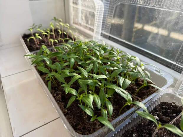 Без ламп и удобрений: почему в СССР рассада была коренастой, а сегодня — бледной и тонкой