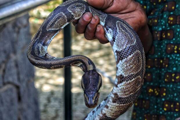 Смертельный инцидент на шоу заклинателей змей в Египте вызывает общественное беспокойство