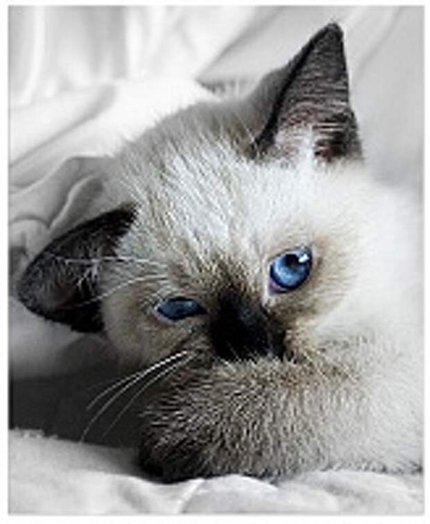 Кошки и Котята 176