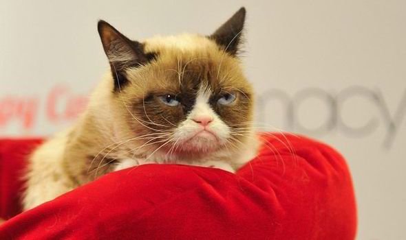 Grumpy Cat или Сердитый кот животные, интересно, коты, кошки, питомцы, подборка, топ