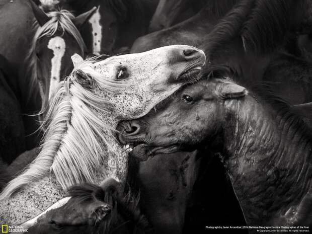 Rapa das Bestas (стрижка зверей) в Галисии - ежегодное подстригание грив у полудиких лошадей, живущих в горах.