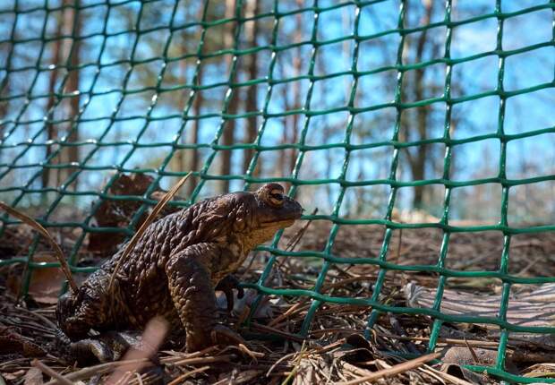В Петербурге началась миграция жаб