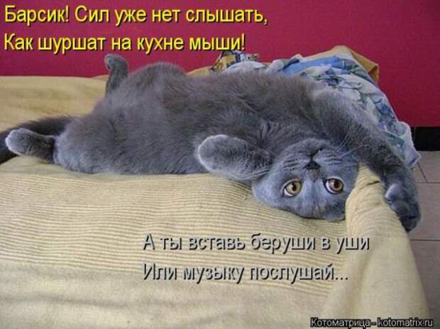 Котоматрицы (картинки с надписями)