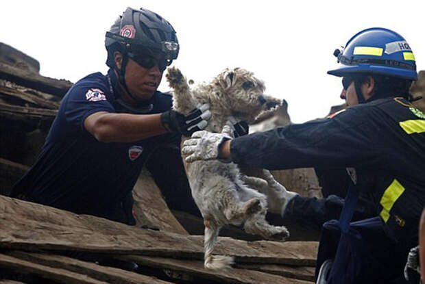 Когда в 2010 году в Чили произошло землетрясение, спасатели работали круглосуточно, чтобы освободить из-под завалов и людей, и животных.