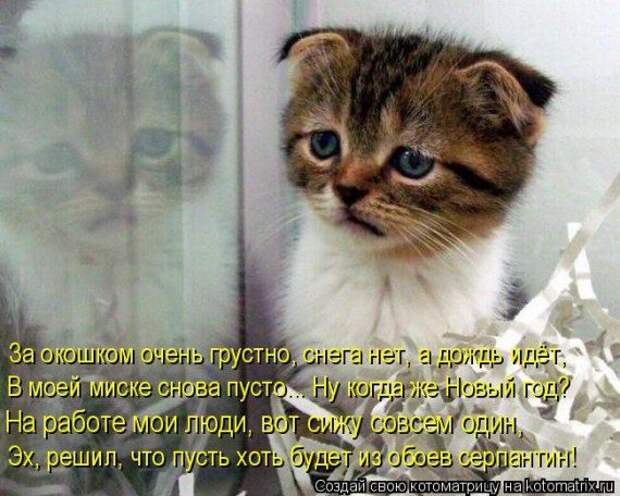 Котоматрицы на Новый год