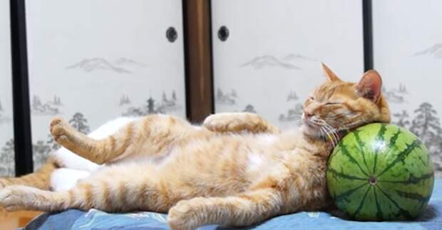 Кошачий расслабон гифки, кошки, фото