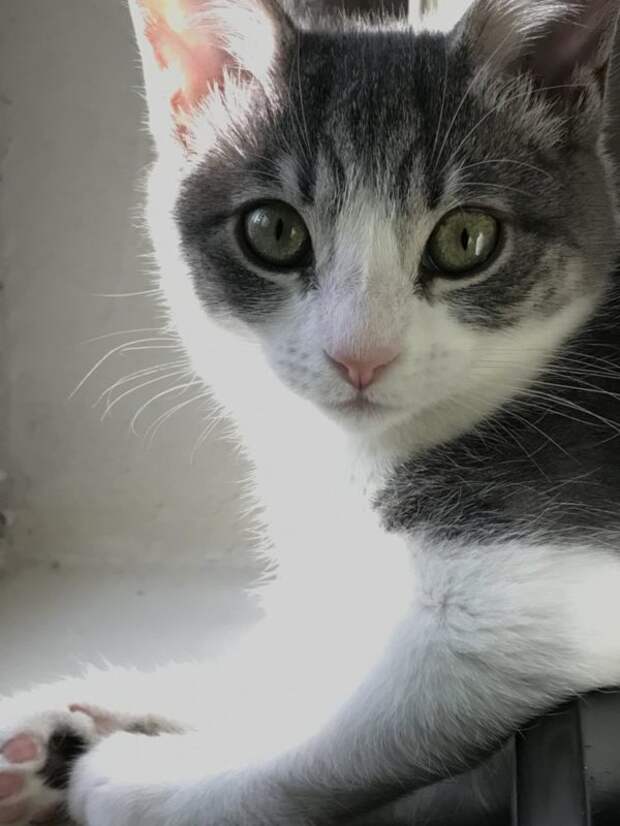 http://goodnewsanimal.ru/_nw/70/s27290032.jpg