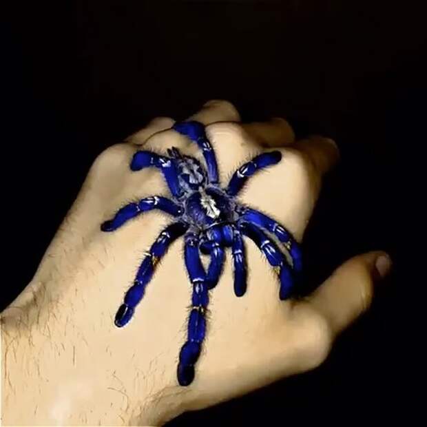 Тарантул ярко-синего окраса был открыт и описан британским арахнологом Реджиналдом Иннесом Пококом в 1899 году Poecilotheria metallica, вид, животные, кадр, окрас, паук, тарантул, фото