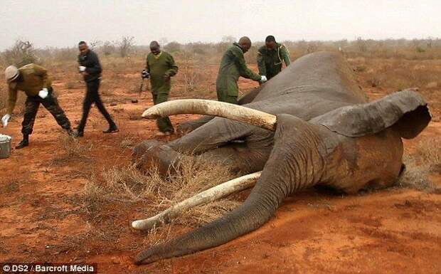 В слона выстрелили ядовитой стрелой, спасение отравленного ядовитой стрелой слона, спасение слона в Кении