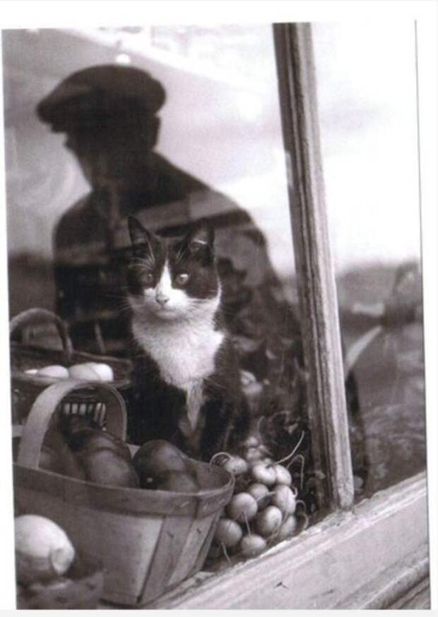 Кошки из прошлого (43 фото)
