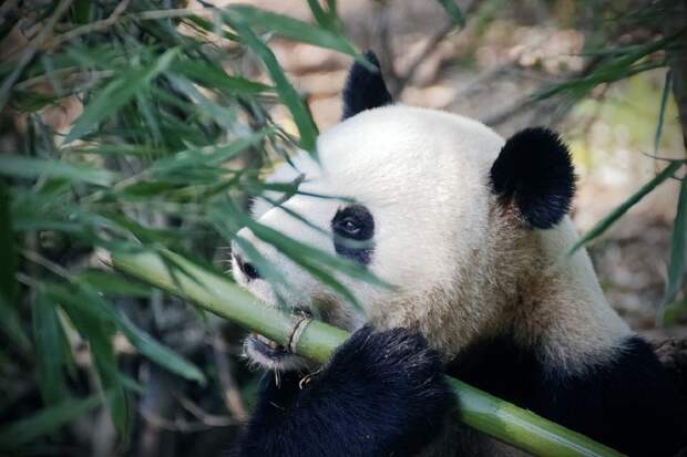 Две панды напали на сотрудницу зоопарка в Китае