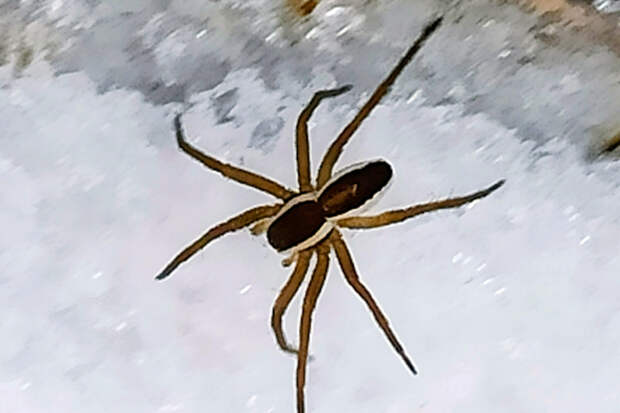 Хищные пауки выползли на снег в Новосибирске