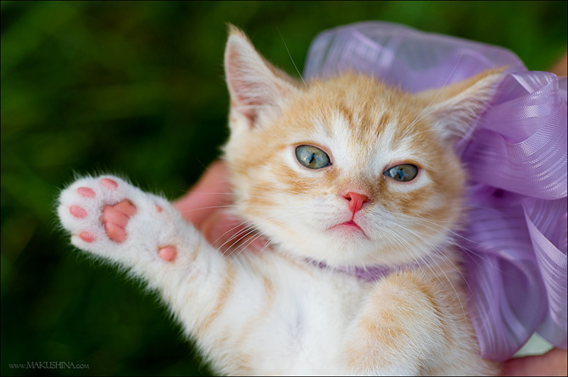 Котята и коты (27 фото)
