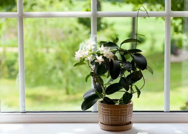 Комнатные растения для спокойного сна