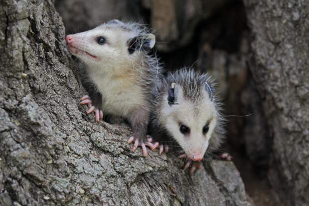 Опоссумы стали врагами захвативших США питонов