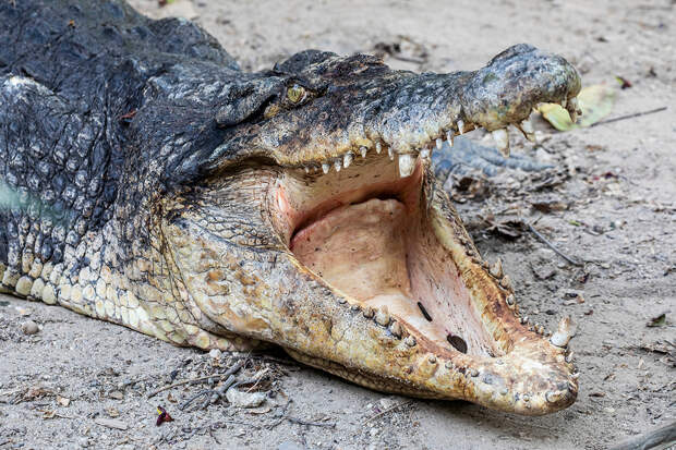 Разъяренные слоны загнали мужчину в пасть крокодила