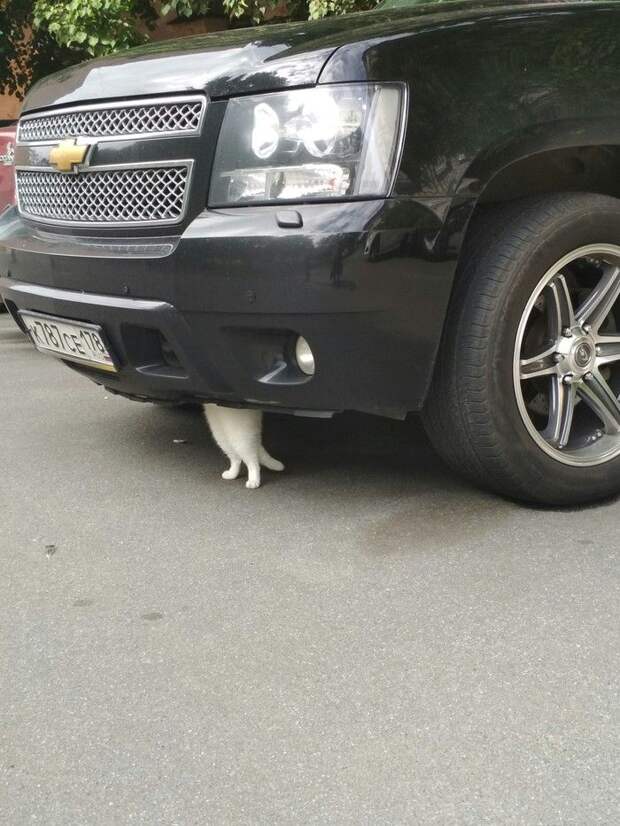 Подборка автомобильных приколов авто, автомобильный, автоприкол, автоприколы, подборка, прикол, приколы, юмор
