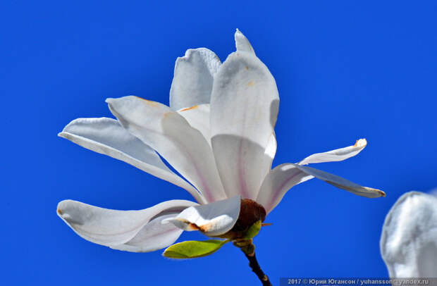 Прекрасное цветение крымской магнолии Магнолия, природа, растение