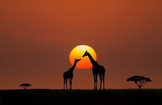 Giraffe © Bahadir Yeniceri