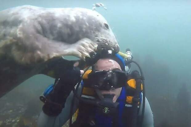 Дай померяю! Любопытный тюлень чуть не лишил маски дайвера видео, дайвер, животные, маска, милота, под водой, тюлень