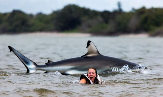 В каких странах акулы чаще всего нападают на туристов