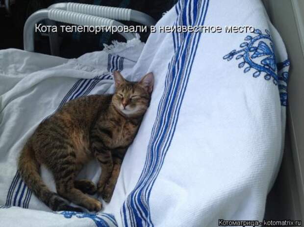 Свежая прикольная котоматрица (26 фото)
