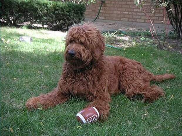 Goldendoodle_Red