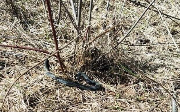 В Рязанской области сфотографировали еще одну гадюку