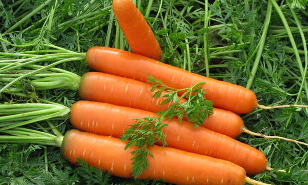 посев моркови осенью