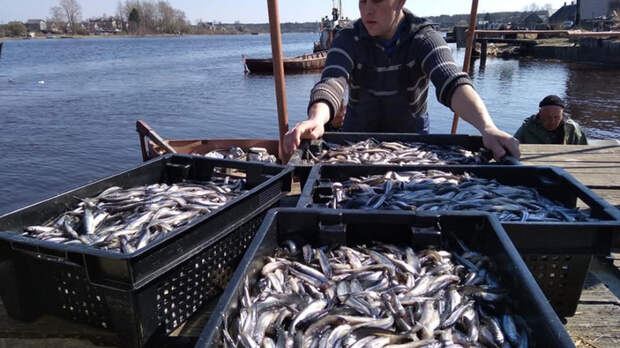 В Ленобласти установили рыболовные сети для ловли корюшки