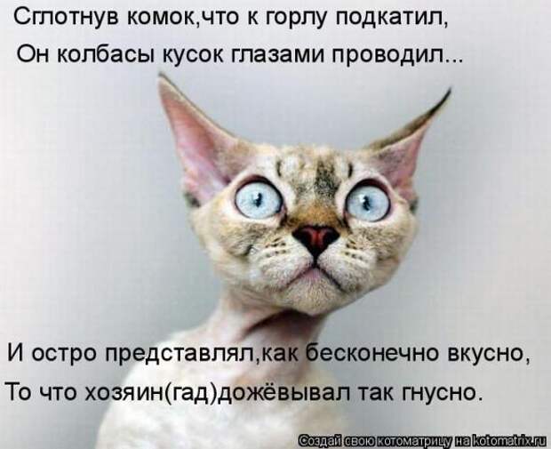 Котоматрицы(картинки с надписями)