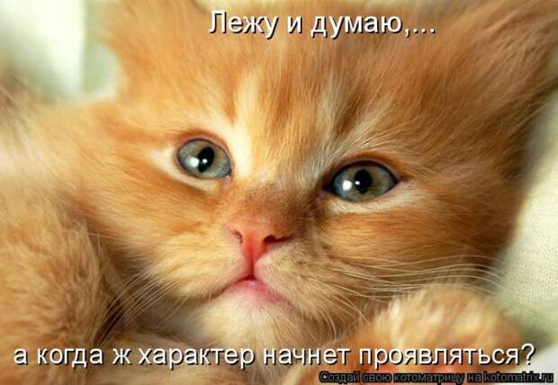 Лучшие котоматрицы недели (50 фото)