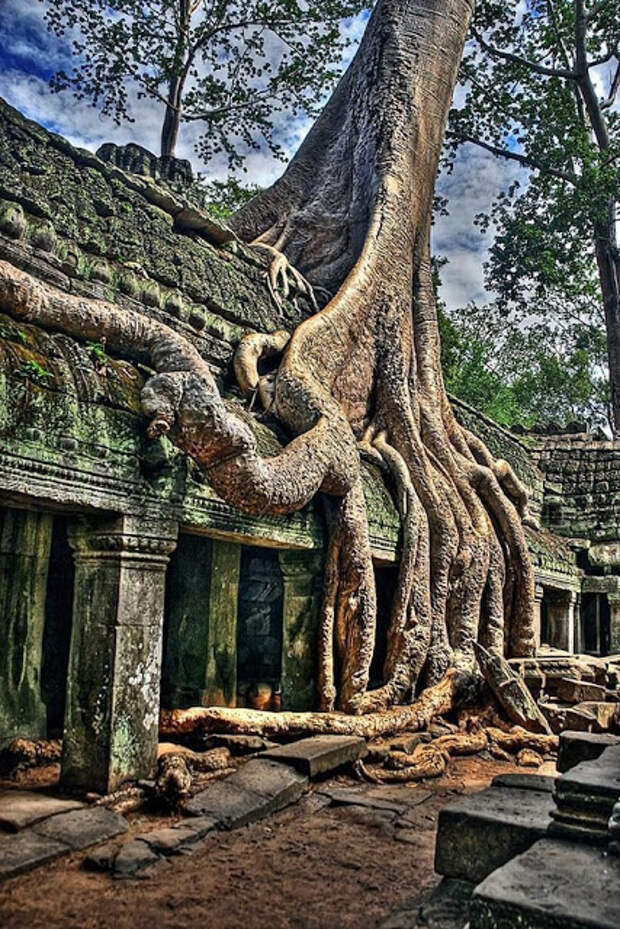 trees, Angkor-Wat