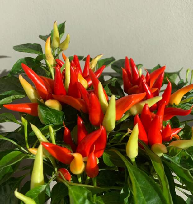 Возле дома твоего… огород не разводи: внушительный штраф грозит россиянам, решившим «похозяйничать» в общем дворе