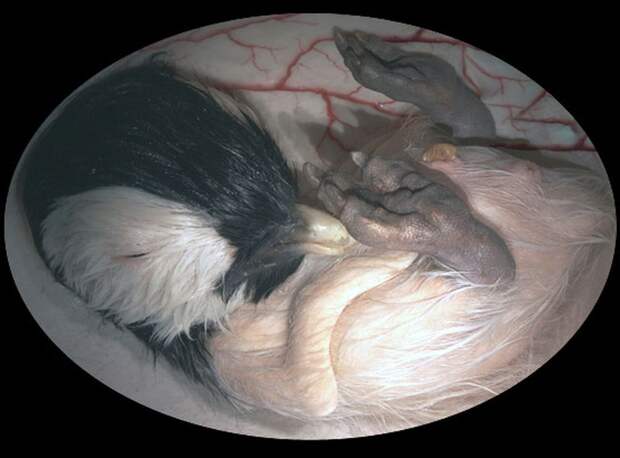 inutero13 Как выглядят животные в утробе матери