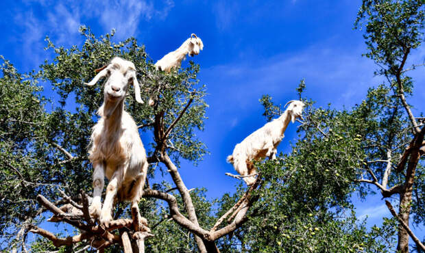 Фото коз на дереве – постановочные: как марокканские фермеры загоняют животных на деревья ради туристов