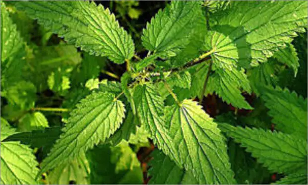 Травы-талисманы для счастья и удачи