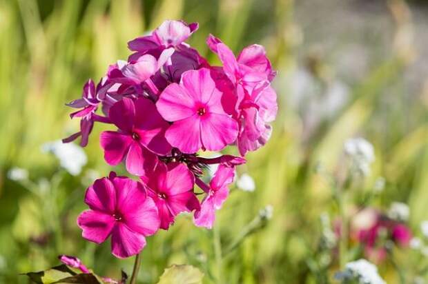 flame-flowers-1596423_640