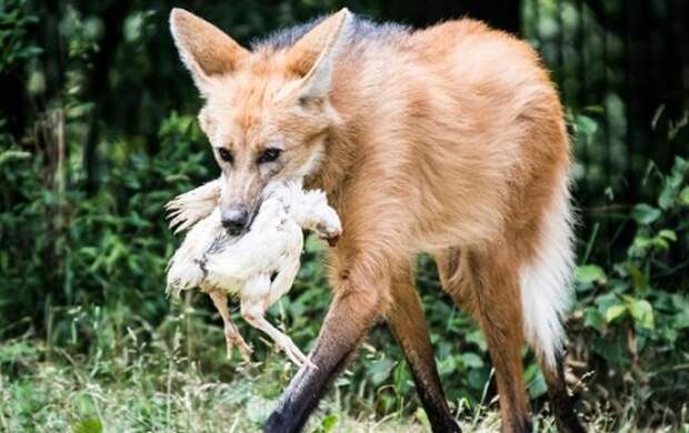 Гривистый волк Гуара – фото и описание, где обитает, интересные факты