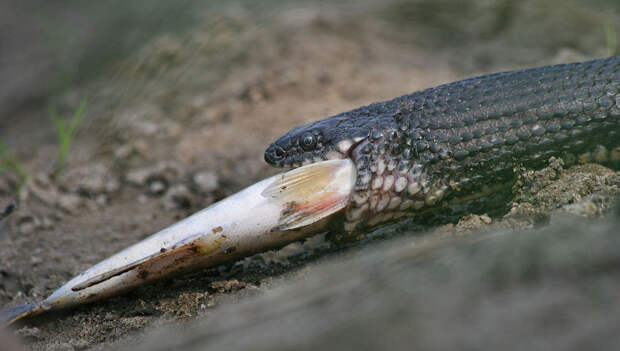 Водяной уж (Natrix tessellata)