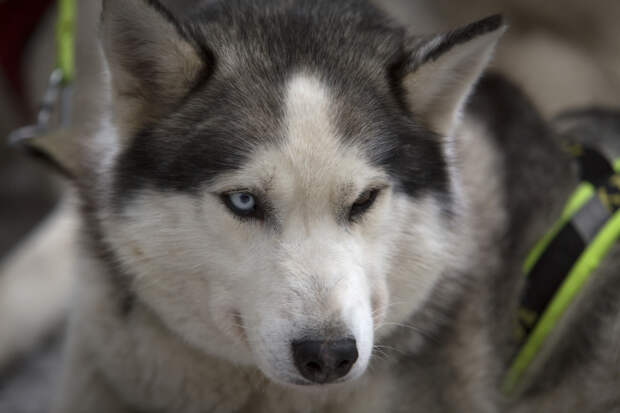 В Новосибирске четыре ездовые собаки нашли новых хозяев после трогательной фотосессии