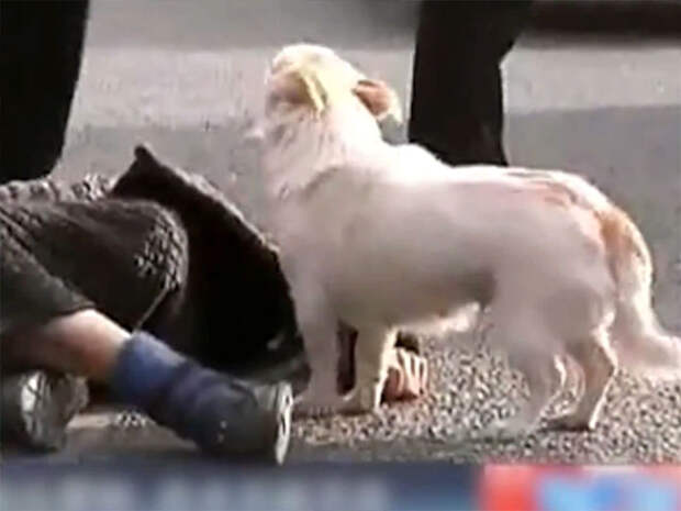 Картинки по запросу собака защитила хозяина, который упал в обморок