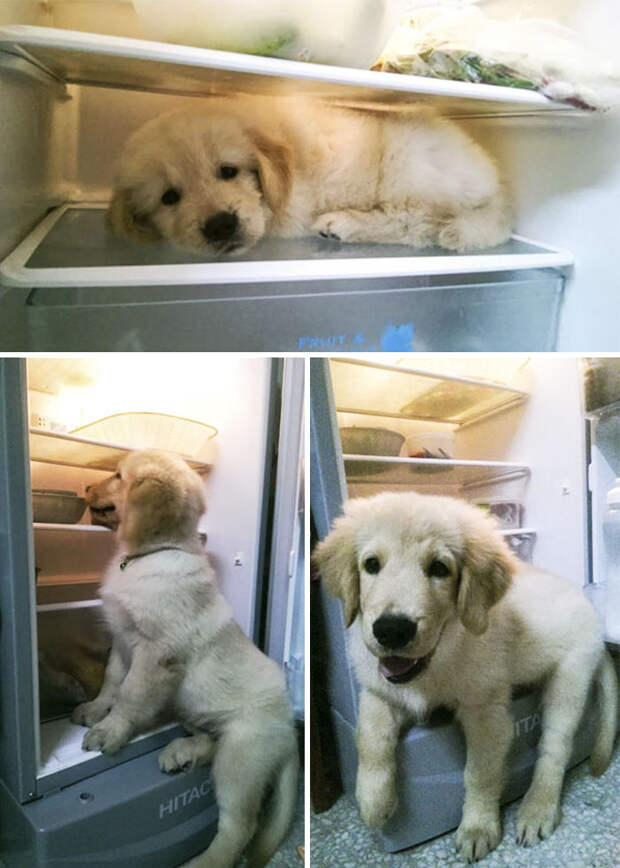 Baby Golden Retriever Realize He Can't Fit In His Old Place Anymore