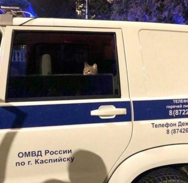 Повязали волки позорные!!! Повязали волки позорные!!!