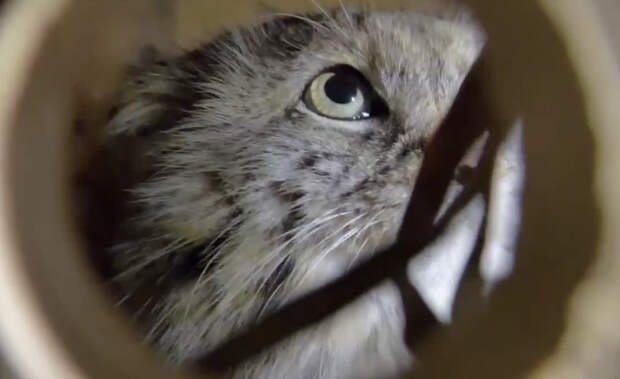 В Ленинградский зоопарк приехала самка манула Пепе