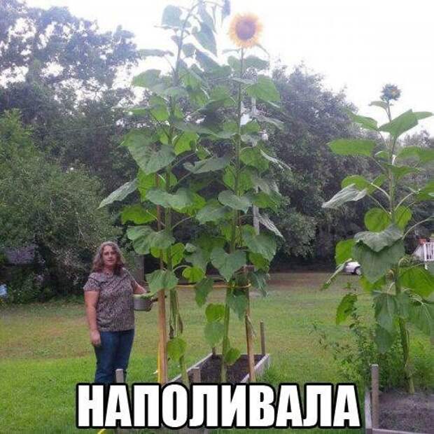 Смешные картинки с надписями приколы, фото, юмор