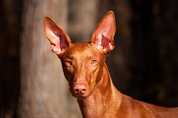 b_0_650_00___images_dogs_faraon-dog-1